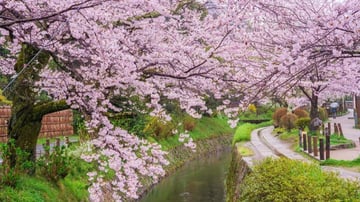 HÀ NỘI – OSAKA – KOBE – KYOTO – NAGOYA – NÚI PHÚ SĨ – TOKYO – HÀ NỘI - Image - 8980