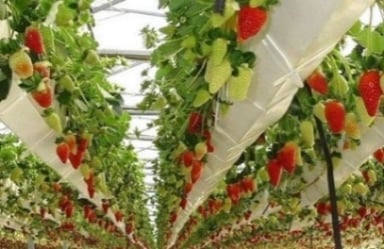 HÀN QUỐC MÙA ĐÔNG: BUSAN – TÀU VEN BIỂN – SEOUL – NAMI– TRƯỢT TUYẾT – HÁI DÂU 6N5Đ - Image - 1493