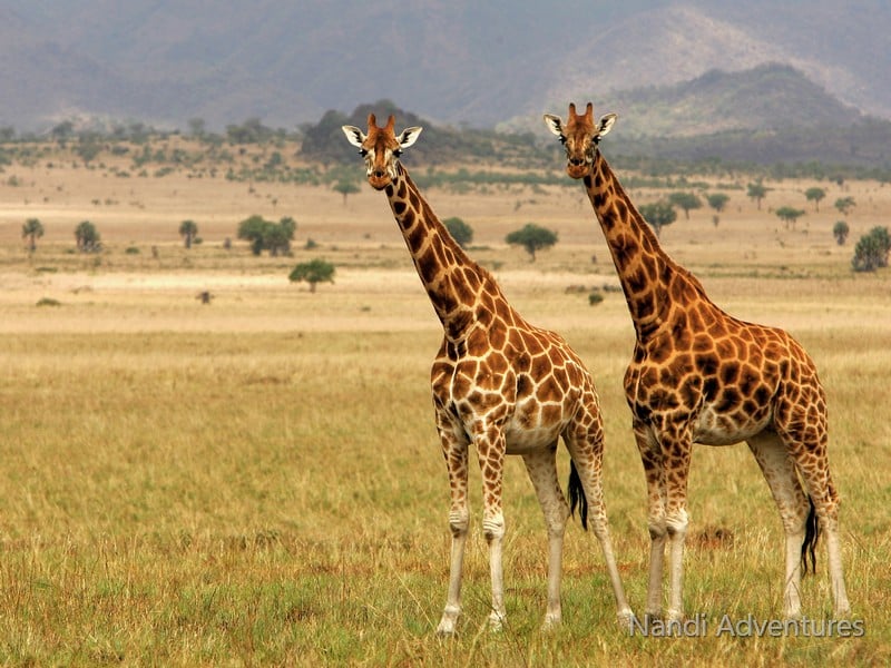 Ultimate 8-Day Uganda Safari: Gorillas, Chimps, Rhinos & Nile River Adventures - Image - 3675