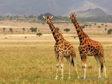 Ultimate 8-Day Uganda Safari: Gorillas, Chimps, Rhinos & Nile River Adventures - Image - 3675