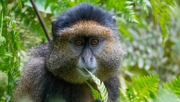 7 Days Rwanda Primates & Wilderness Expedition - Image - 9174