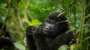 5 Days Gorilla Trekking and Wildlife Safari - Image - 10793