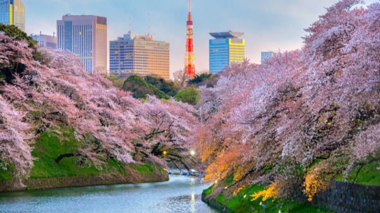 CUNG ĐƯỜNG VÀNG 2026 - RỰC RỠ SẮC HOA ANH ĐÀO KOBE – OSAKA – KYOTO – PHÚ SĨ – TOKYO (NO SHOPPING)