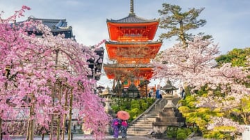 CUNG ĐƯỜNG VÀNG 2026 - RỰC RỠ SẮC HOA ANH ĐÀO KOBE – OSAKA – KYOTO – PHÚ SĨ – TOKYO NO SHOPPING - Image - 8000