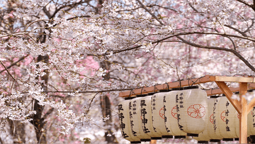 Tour Nhật Bản 6N5Đ: Từ Hà Nội - Nagoya - Nara - Osaka - Kyoto - Núi Phú Sĩ - Tokyo, Bay Vietjet Air + KS 3* - Image - 5478