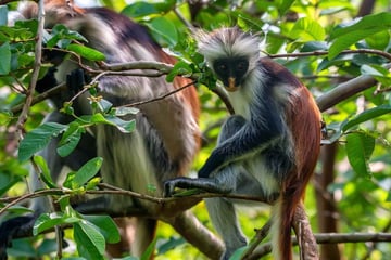 Midrange Tanzania Big Five Safari & Zanzibar Escape - Image - 2615