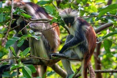 Midrange Tanzania Big Five Safari & Zanzibar Escape - Image - 2615