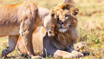 4 DAYS INTO THE WILD - SERENGETI AND NGORONGORO CRATER - Image - 7739