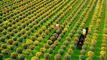 ĐỒNG THÁP - LÀNH HOA SA ĐÉC - VƯỜN QUÝT HỒNG - Image - 7464