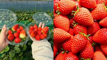 Tour Du Lịch Hàn Quốc 5N4Đ: Hà Nội - Seoul – Nami - Lotte World - Hongdae Street - Làng Cổ Hanok Bukchon - Hái Dâu Tây - Công Viên Hoa Anh Đào Yeouido Park - Image - 9212