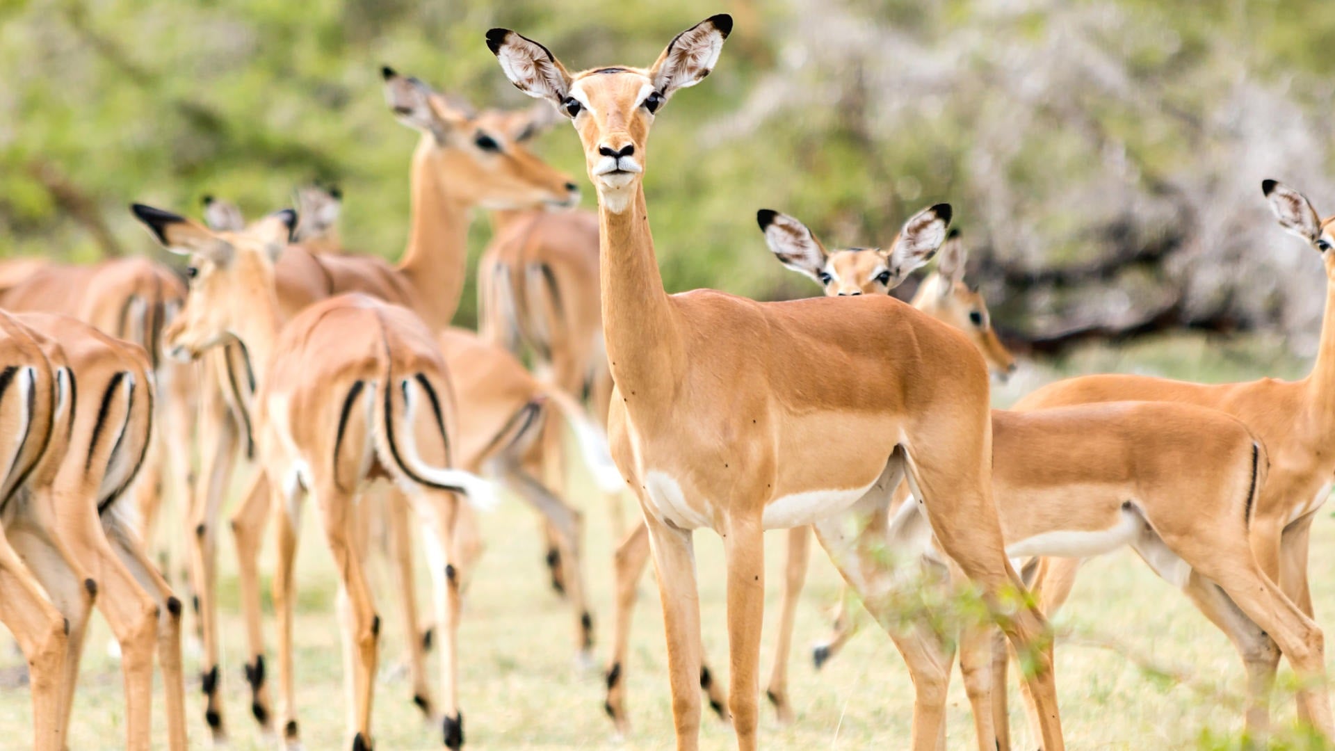 4 DAYS GREAT RUAHA NATIONAL PARK