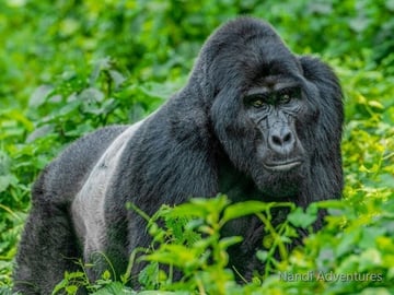 Ultimate 8-Day Uganda Safari: Gorillas, Chimps, Rhinos & Nile River Adventures - Image - 3670