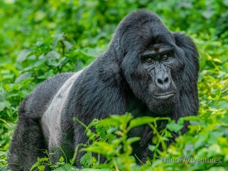 Ultimate 8-Day Uganda Safari: Gorillas, Chimps, Rhinos & Nile River Adventures