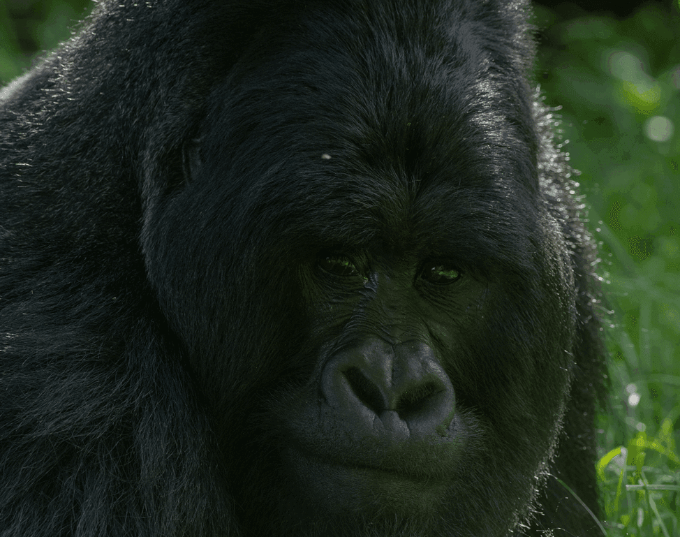 7-Day Uganda Gorilla, Chimpanzees & Wildlife Adventure Safari - Image - 3655