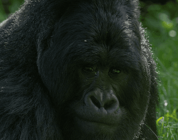 7-Day Uganda Gorilla, Chimpanzees & Wildlife Adventure Safari - Image - 3655