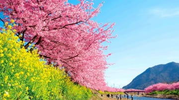 CUNG ĐƯỜNG VÀNG NHẬT BẢN 2026 TOKYO- NÚI PHÚ SỸ- KYOTO- OSAKA (NO SHOPPING) - Image - 5597