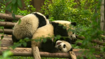 THÀNH ĐÔ - CỬU TRẠI CÂU - TRƯỢT TUYẾT TẤT BẰNG CÂU - Image - 6426