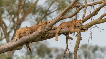 5 Days Gorilla Trekking and Wildlife Safari - Image - 10788