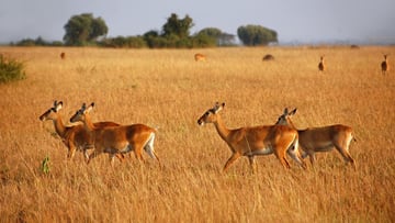 5 Days Gorilla Trekking and Wildlife Safari - Image - 10792