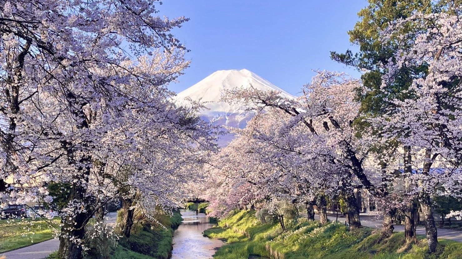 NHẬT BẢN MÙA ANH ĐÀO 2026: TP.HCM – OSAKA – KYOTO – PHÚ SĨ – TOKYO – TP.HCM 5N5Đ