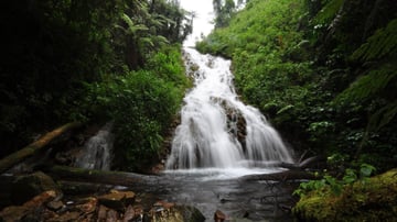5 Days Gorilla Trekking and Wildlife Safari - Image - 10790