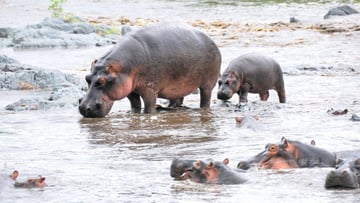 4 DAYS INTO THE WILD - SERENGETI AND NGORONGORO CRATER - Image - 7738