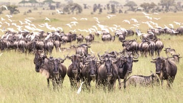 4 DAYS INTO THE WILD - SERENGETI AND NGORONGORO CRATER - Image - 7743