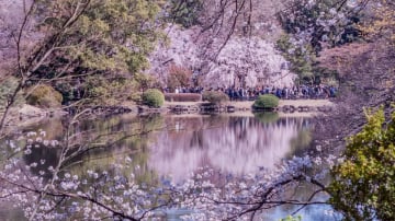 CUNG ĐƯỜNG VÀNG MÙA HOA ANH ĐÀO: TOKYO - FUJI - TOYOHASHI - KYOTO - OSAKA 5N5Đ - Image - 11198