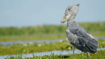 Shoebill Tracking in Mabamba Bay on Lake Victoria, Uganda - Image - 8009