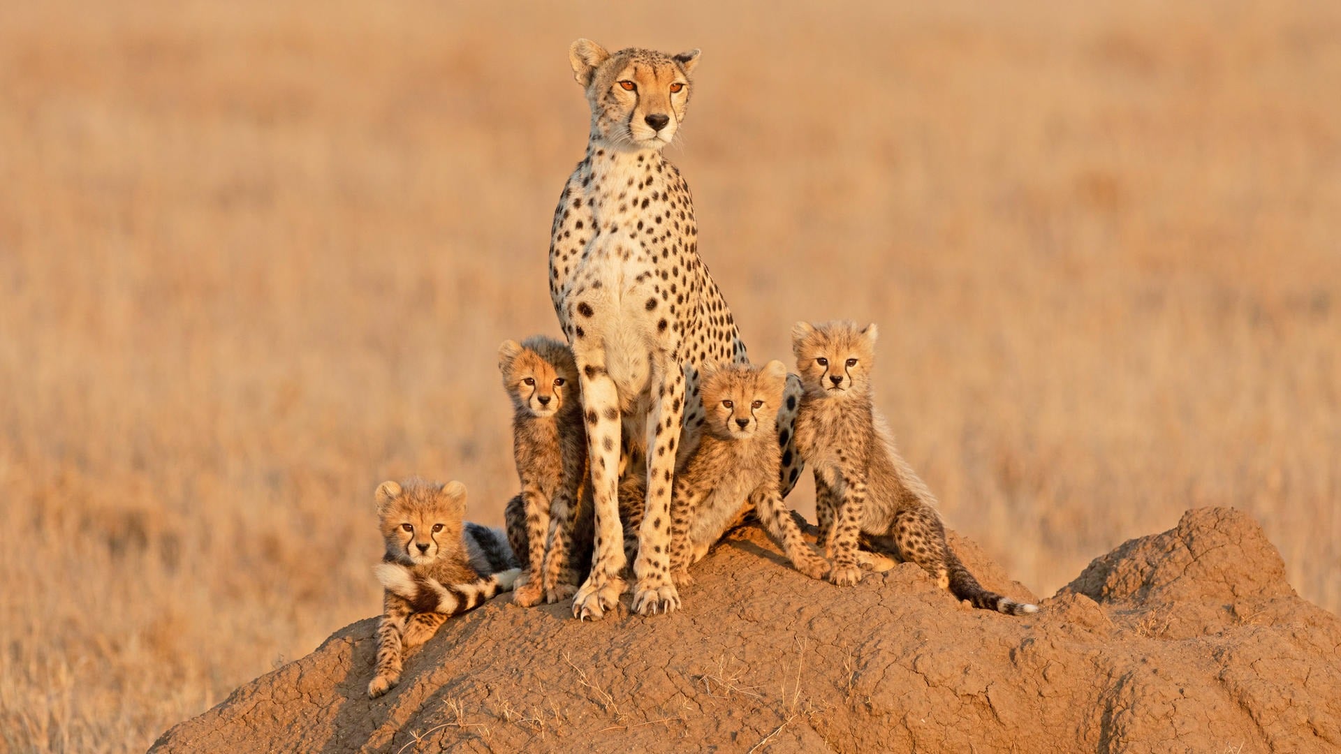 12 DAYS TANZANIA WILDLIFE TO ZANZIBAR BEACH ESCAPE - Image - 7626