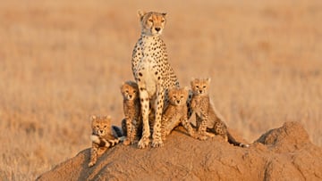 12 DAYS TANZANIA WILDLIFE TO ZANZIBAR BEACH ESCAPE - Image - 7626