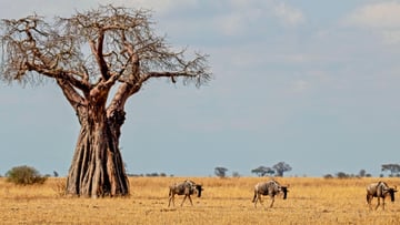 12 DAYS TANZANIA WILDLIFE TO ZANZIBAR BEACH ESCAPE - Image - 7629