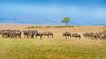 12 DAYS TANZANIA WILDLIFE TO ZANZIBAR BEACH ESCAPE - Image - 7630