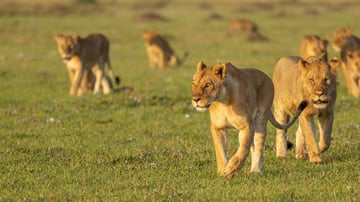 8-Day Private Kenya Bush & Beach Escape Safari - Image - 9614