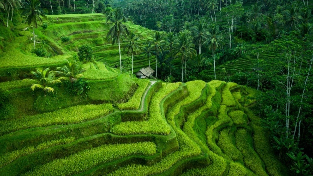 4D3N Bali Island - Uluwatu Sunset, Ubud Culture and Nusa Penida Adventure