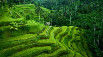 4D3N Bali Island - Uluwatu Sunset, Ubud Culture and Nusa Penida Adventure - Image - 12034