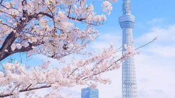 HÀ NỘI – OSAKA – KOBE – KYOTO – NÚI PHÚ SĨ – TOKYO – NGẮM HOA ANH ĐÀO – HÀ NỘI - Image - 8983