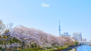 NARA – OSAKA – KYOTO – PHÚ SĨ – TOKYO - Image - 4785