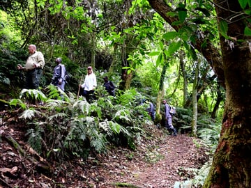 Ultimate 8-Day Uganda Safari: Gorillas, Chimps, Rhinos & Nile River Adventures - Image - 3679