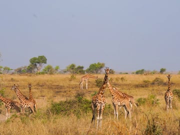 Ultimate 8-Day Uganda Safari: Gorillas, Chimps, Rhinos & Nile River Adventures - Image - 3677