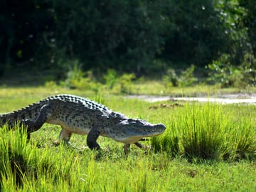 Ultimate 8-Day Uganda Safari: Gorillas, Chimps, Rhinos & Nile River Adventures - Image - 3674