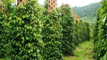 Tour Phú Quốc 3N2Đ: Từ HCM - Phú Quốc - Câu Cá - Lặn Ngắm San Hô, VMB khứ hồi + Khách sạn 3* - Image - 6194