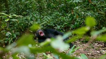 Ngamba Island Chimpanzee Tour - Image - 8013