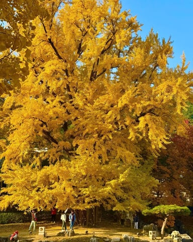 KHÁM PHÁ CUNG ĐƯỜNG VÀNG NHẬT BẢN TOKYO – NÚI PHÚ SĨ – NAGOYA – KYOTO – OSAKA - Image - 3161