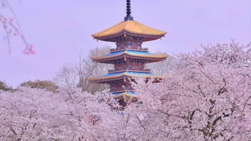 Tour Vũ Hán - Tương Dương – Núi Võ Đang – Thần Nông Giá – Đập Tam Hiệp – Kinh Châu - Hoàng Hạc Lâu – Công Viên Đông Hồ | 7N7Đ - Image - 7317