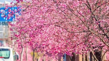 Tour Du lịch Trung Quốc 6N5Đ Côn Minh – Đại Lý – Lệ Giang – Shangrila | 6N5Đ - Image - 7340