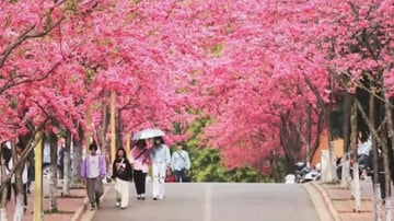 Tour Du lịch Trung Quốc 6N5Đ Côn Minh – Đại Lý – Lệ Giang – Shangrila | 6N5Đ - Image - 7339