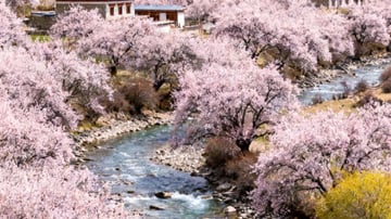 Tour Tây Tạng – Sắc Anh Đào Tây Tạng 9N8Đ - Image - 7353