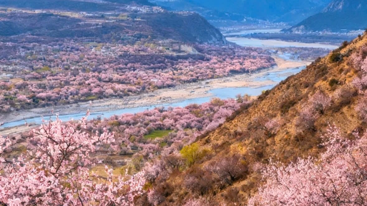 Tour Tây Tạng – Sắc Anh Đào Tây Tạng 9N8Đ