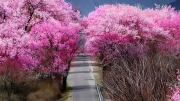 Tour Tây Tạng – Sắc Anh Đào Tây Tạng 9N8Đ - Image - 7349